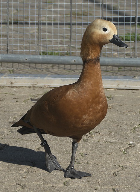 队以来